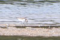 Calidris alba
