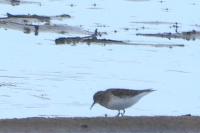 Calidris temminckii