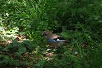 Garrulus glandarius