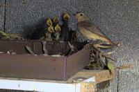 Phoenicurus phoenicurus