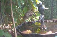 Passer domesticus