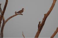 Streptopelia turtur