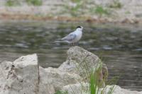 Sterna hirundo