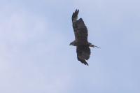 Circus aeruginosus
