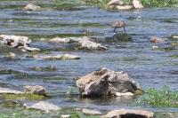 Calidris alpina