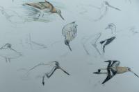 Limosa limosa