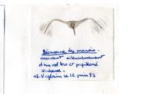 Gallinago gallinago