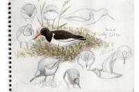 Haematopus ostralegus