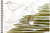 Calidris bairdii