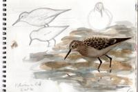 Calidris bairdii