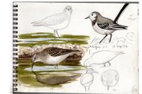 Calidris temminckii