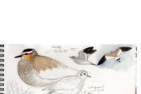 Vanellus gregarius