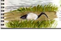 Threskiornis aethiopicus