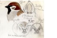 Passer montanus