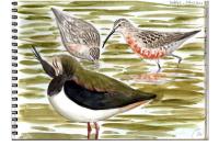 Calidris ferruginea