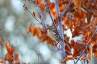 Fringilla coelebs