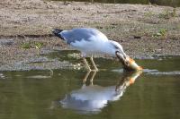 Larus michahellis