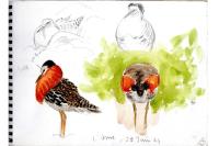 Calidris pugnax