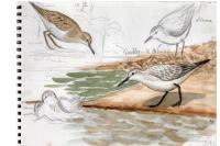 Calidris temminckii