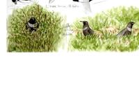 Turdus torquatus