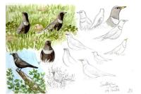 Turdus torquatus