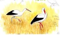 Ciconia ciconia