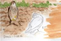 Falco columbarius