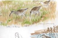 Numenius phaeopus