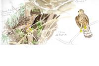 Accipiter gentilis