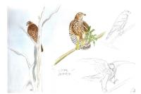 Accipiter gentilis