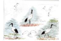 Threskiornis aethiopicus