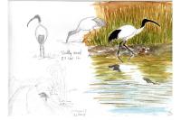 Threskiornis aethiopicus