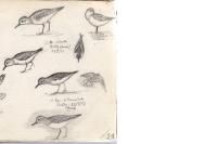 Calidris temminckii