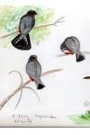 Falco vespertinus