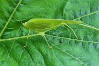 Phaneroptera falcata