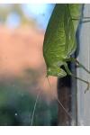 Phaneroptera nana