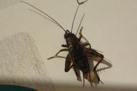 Gryllus campestris