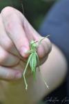 Tettigonia viridissima