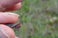Calliptamus barbarus