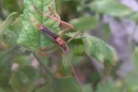 Leptophyes punctatissima