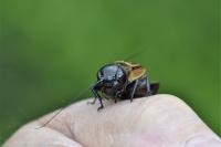 Gryllus campestris