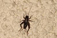 Nemobius sylvestris