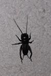 Gryllus campestris