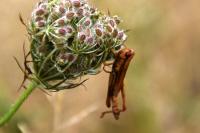 Euchorthippus