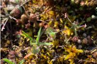 Tettigonia viridissima