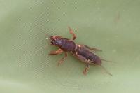 Gryllotalpa gryllotalpa