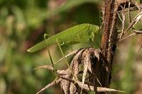 Phaneroptera nana