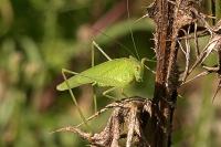 Phaneroptera nana
