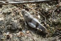 Oedipoda caerulescens