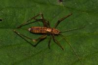 Leptophyes punctatissima